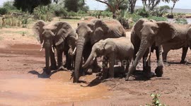 Elephant mothers lead adorable babies to drink at watering hole in Kenya