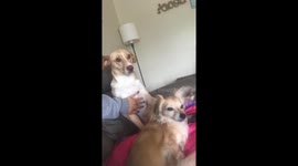 Bro and Sis at it again! He wants all the pet pets!