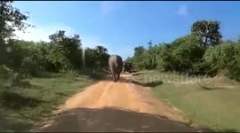 Elephant attack