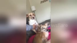 Newsflare Edit - Bro and Sis at it again! He wants all the pet pets!