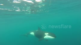 Swimming with the orcas at the Sea of Cortez