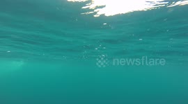Orcas feeding at Sea of Cortez