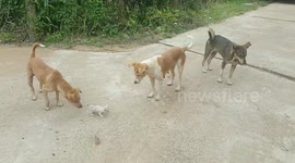 Kitten Scares Dogs