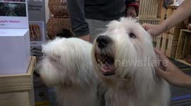 Pet moments from Thailand's largest pet fair