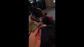 Dog sings near-perfect harmony as owner plays harmonica