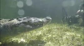 Photographer comes face-to-face with massive alligator