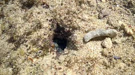 Blue ring octopus at low tide area; Cebu Island, Philippines
