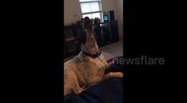 Dog sings near-perfect harmony as owner plays harmonica