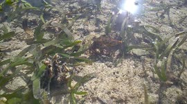 Blue ring octopus finds his way through seagrass bed at low tide