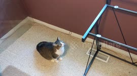 Cat jumps onto table with top removed and falls right through