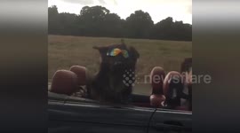 This is probably the world's coolest dog