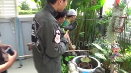 Snake caught after attacking toad