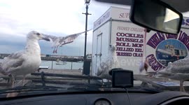 Fooling the Seagulls.