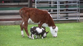 Adorable video shows unusual friendship of a cow and a pig