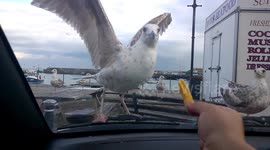 Hungry seagulls don't quite understand the concept of glass