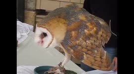 Barn owl lets out scarily menacing sound to ward off dog