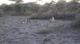 RAW: Brit tourist captures rare moment pride of lions take down giraffe in Tanzania