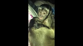 Golden Capuchin Malarkey giving black capuchin Maylee a long hug
