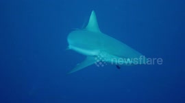Divers encounter grey reef sharks