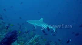 Grey reef shark swimming through lush coral reef
