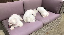 3 Cute Dogs Sunbathing