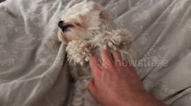 Dog enjoying owner's belly rub gets sat on by jealous pooch