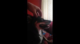 Puppy Relax