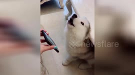 Alaskan malamute howls like wolf