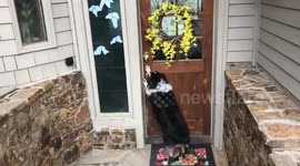 Dog expertly opens and closes doors