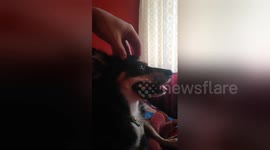 Newsflare Edit - Puppy Relax