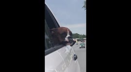 Flapping in the wind