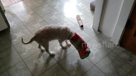 Poor pooch gets head stuck in chicken nuggets bag