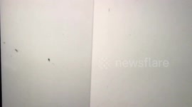 YouTuber  uses cursor to scare fly off  Computer screen while narrating like David Attenborough