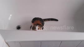 Cat hiding in bathtub