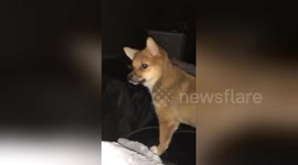Mia the dog just couldn't contain herself when she saw a fellow pup on TV