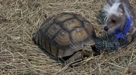 Chinese hairless dog shares lunch with tortoises
