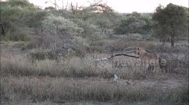 Lions track, chase and kill a Giraffe