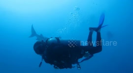 Diving with agressive Sharks in Mexico