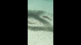 Shark very close beach