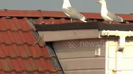 Baby seagull takes his first walk - on a high sloping roof!
