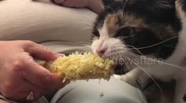 Cat expertly devours corn on the cob