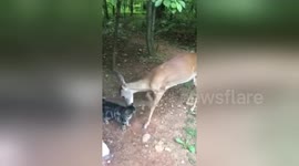 Target the cat and Bumper the deer make the best of friends