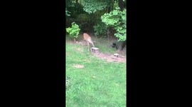 Bucky the deer does not love Target the cat.