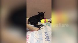 Dog gets angry after owner disturbs its sleep