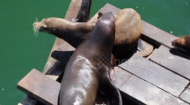 This sea lion has had enough of sharing his spot