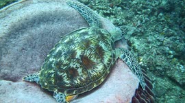 Turtle sleeping on sponge getting cleaned by butterfly fish