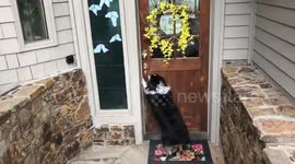 Dog expertly opens and closes doors