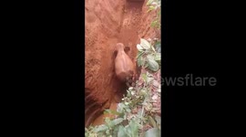Heartwarming moment elephant calf climbs out of 40-feet well