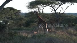 Brit tourist captures moment pride of lions take down giraffe in Tanzania
