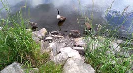 Family of geese